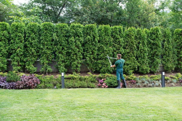 Best Lawn Maintenance Plans  in Waynesboro, GA